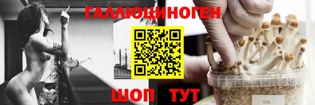 Псилоцибиновые грибы Psilocybe Торжок